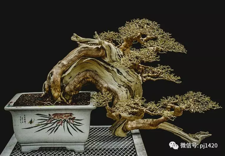 賞馬來西亞盆景,感受異國風情!
