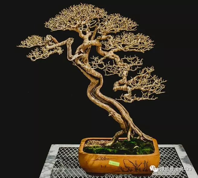 賞馬來西亞盆景,感受異國風情!