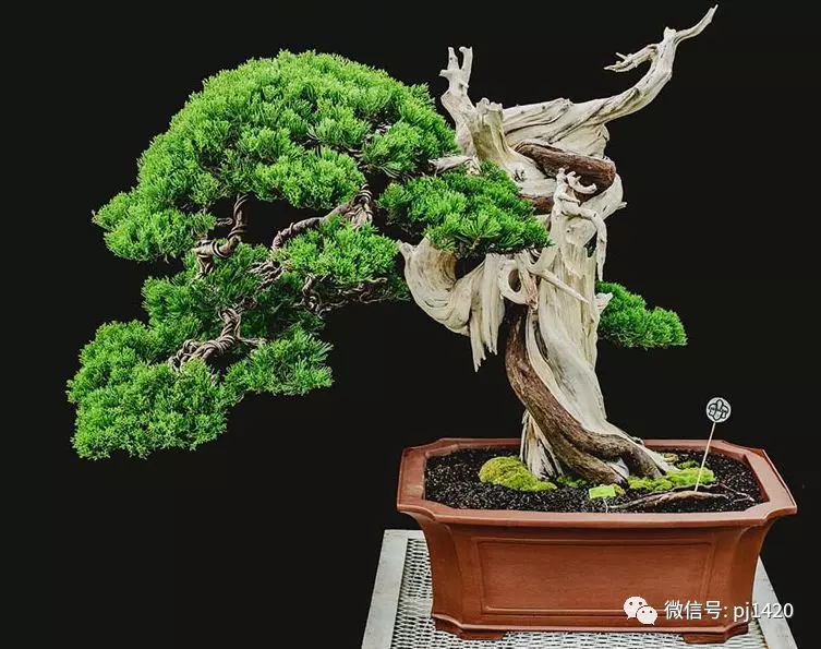 賞馬來西亞盆景,感受異國風情!