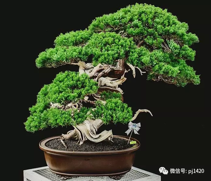賞馬來西亞盆景,感受異國風情!