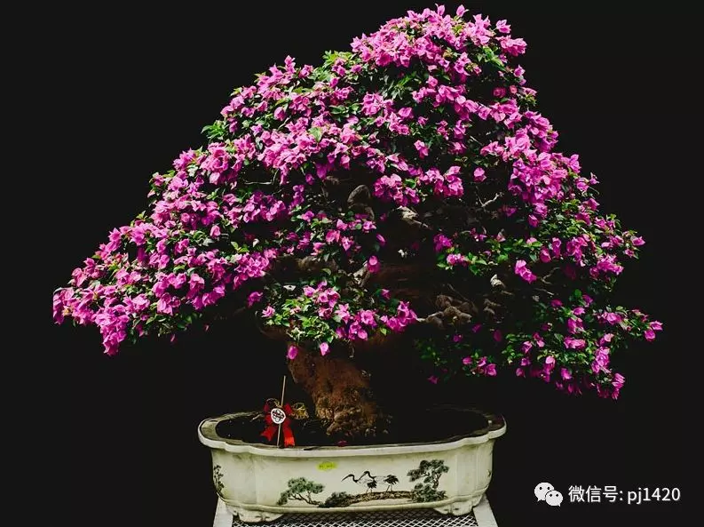 賞馬來西亞盆景,感受異國風情!