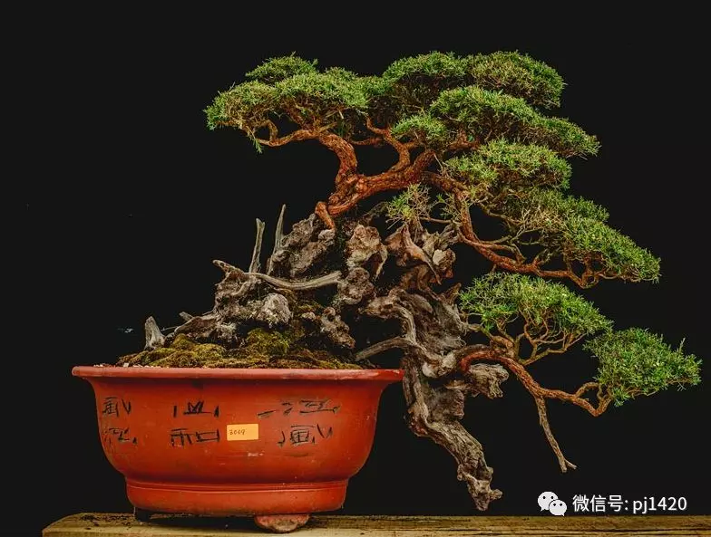 賞馬來西亞盆景,感受異國風情!