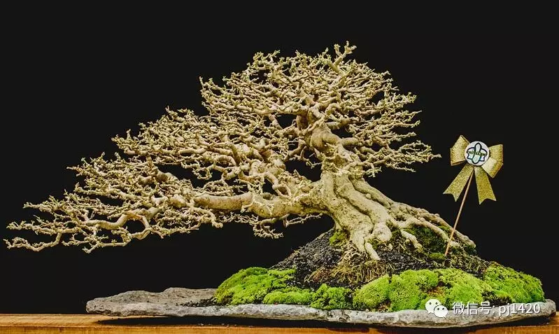 賞馬來西亞盆景,感受異國風情!