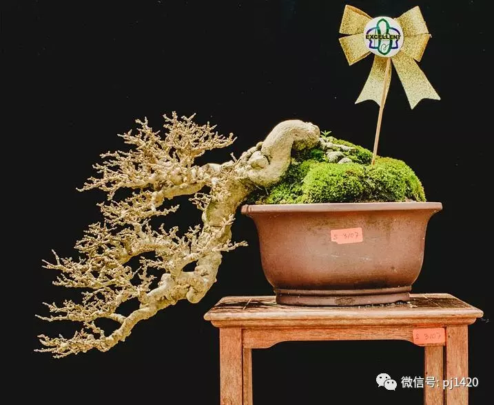 賞馬來西亞盆景,感受異國風情!