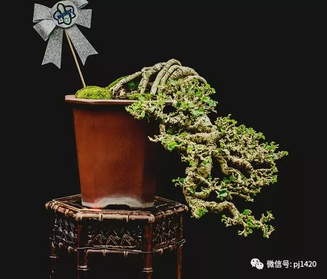 賞馬來西亞盆景,感受異國風情!