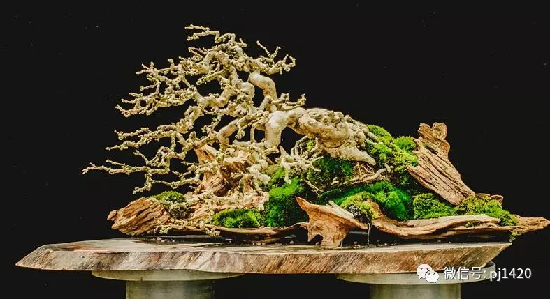賞馬來西亞盆景,感受異國風情!