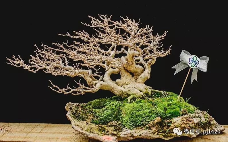 賞馬來西亞盆景,感受異國風情!