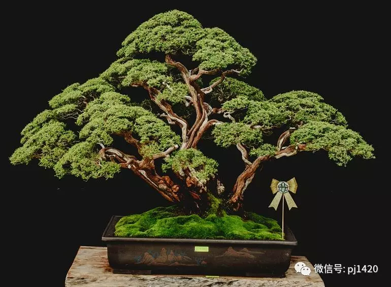 賞馬來西亞盆景,感受異國風情!
