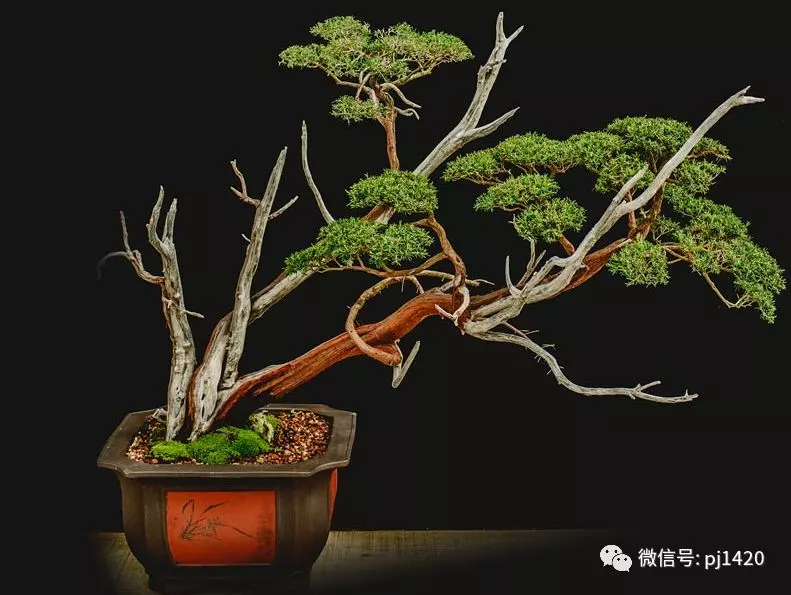 賞馬來西亞盆景,感受異國風情!