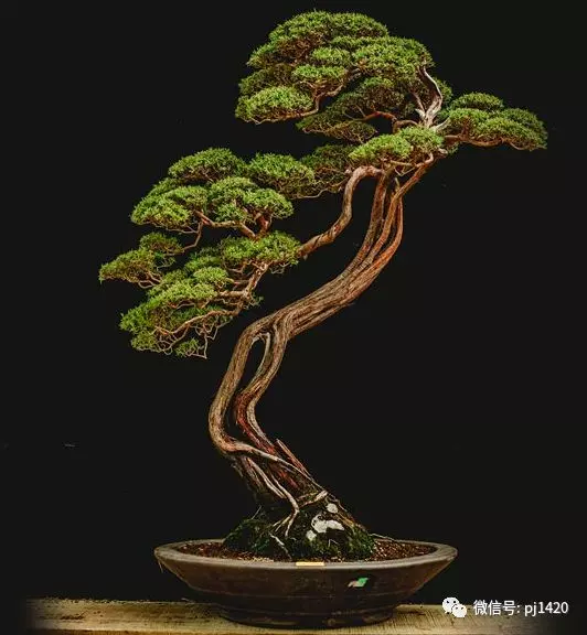 賞馬來西亞盆景,感受異國風情!