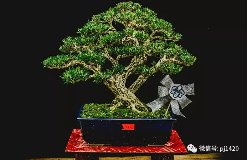 賞馬來西亞盆景,感受異國風情!