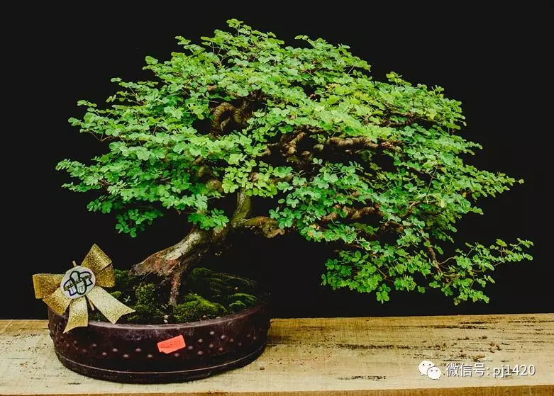 賞馬來西亞盆景,感受異國風情!