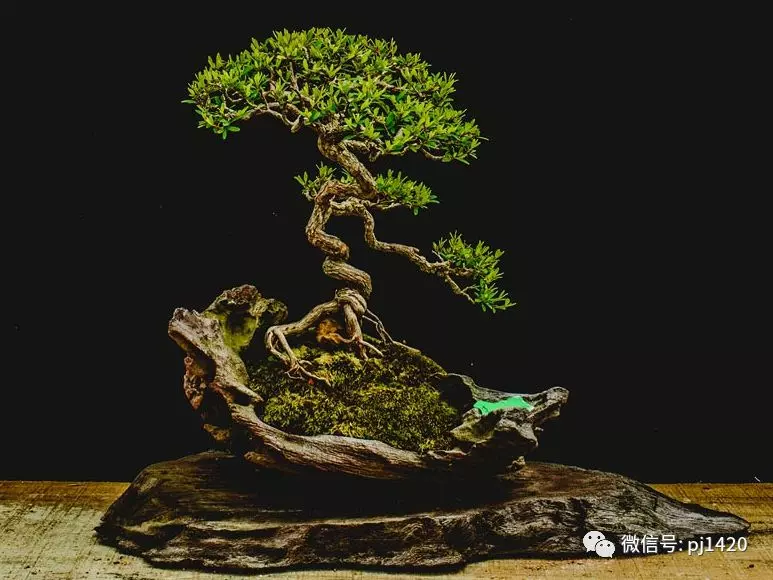 賞馬來西亞盆景,感受異國風情!