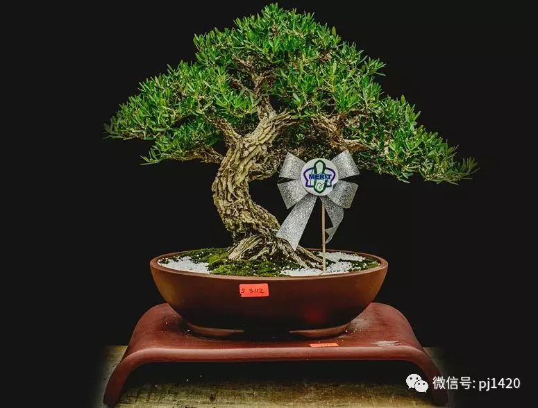 賞馬來西亞盆景,感受異國風情!