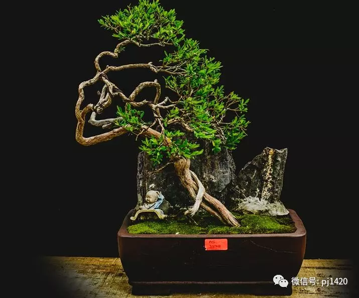 賞馬來西亞盆景,感受異國風情!