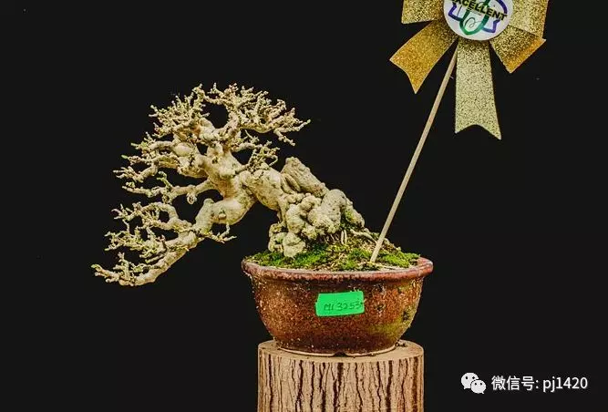 賞馬來西亞盆景,感受異國風情!