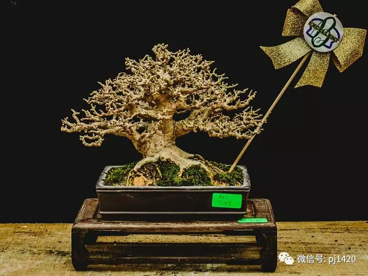 賞馬來西亞盆景,感受異國風情!