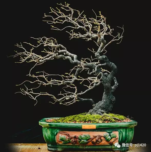 賞馬來西亞盆景,感受異國風情!