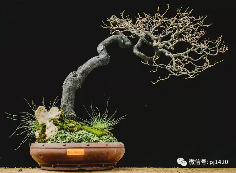 賞馬來西亞盆景,感受異國風情!