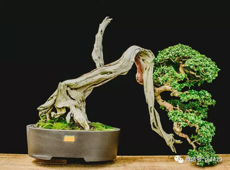 賞馬來西亞盆景,感受異國風情!