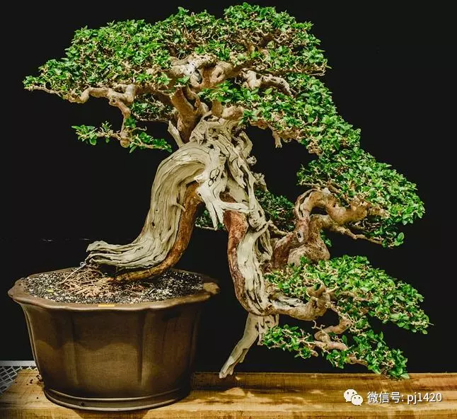 賞馬來西亞盆景,感受異國風情!