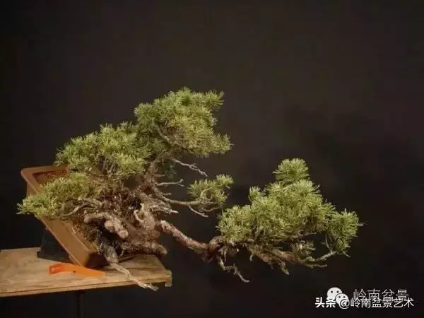 他山之石丨國外經典盆景設計製作全過程