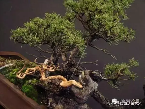 他山之石丨國外經典盆景設計製作全過程