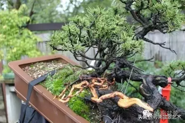 他山之石丨國外經典盆景設計製作全過程