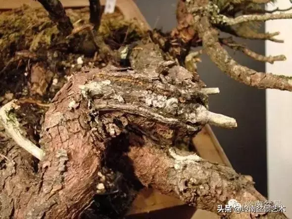 他山之石丨國外經典盆景設計製作全過程