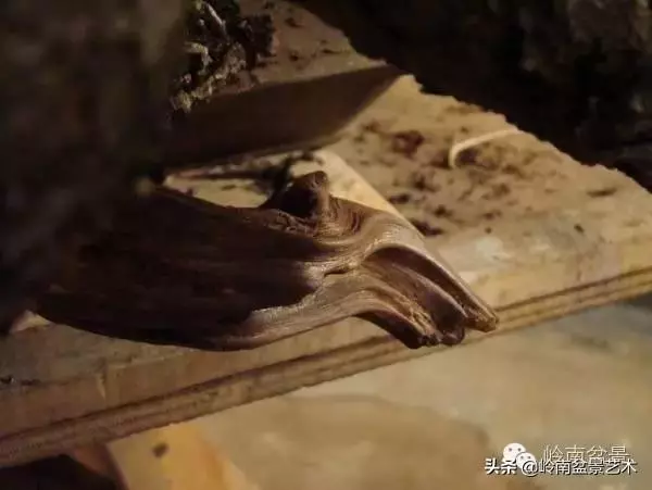 他山之石丨國外經典盆景設計製作全過程
