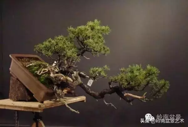 他山之石丨國外經典盆景設計製作全過程