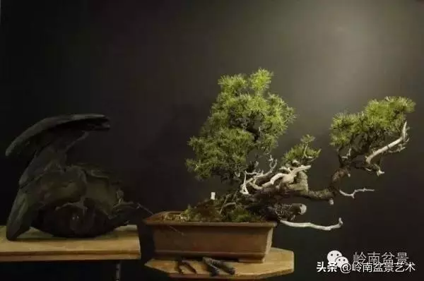 他山之石丨國外經典盆景設計製作全過程