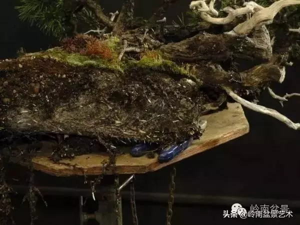 他山之石丨國外經典盆景設計製作全過程