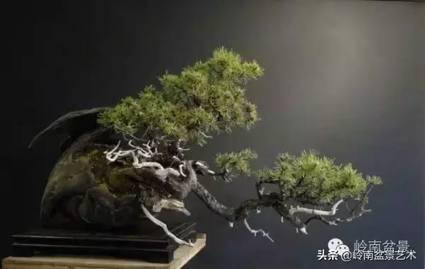 他山之石丨國外經典盆景設計製作全過程