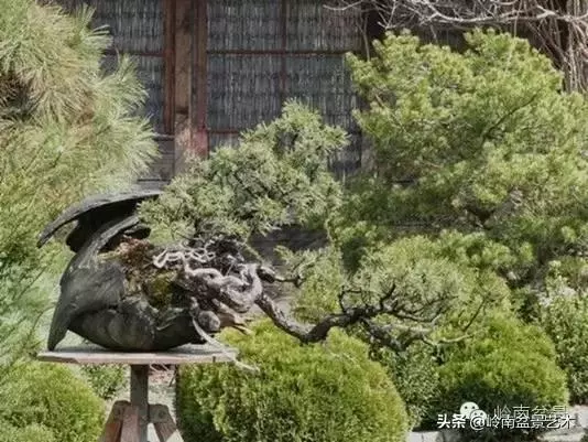 他山之石丨國外經典盆景設計製作全過程