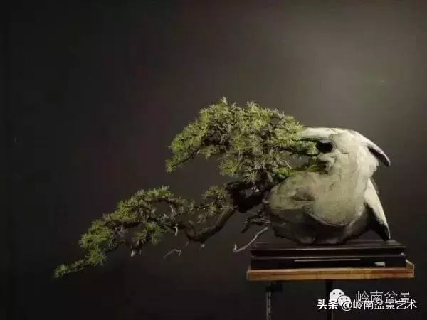 他山之石丨國外經典盆景設計製作全過程