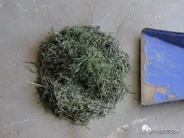 他山之石丨國外經典盆景設計製作全過程