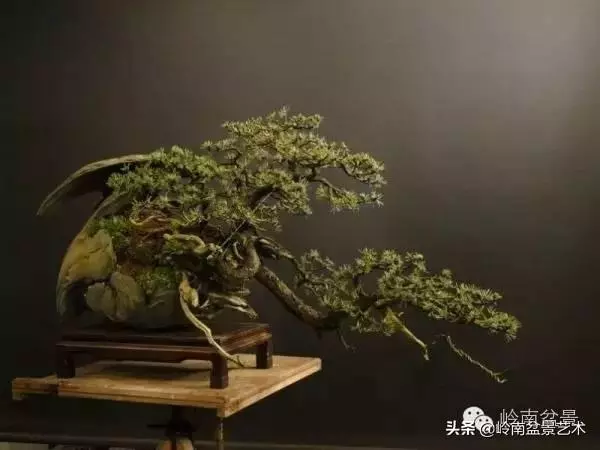 他山之石丨國外經典盆景設計製作全過程