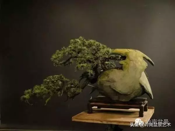他山之石丨國外經典盆景設計製作全過程