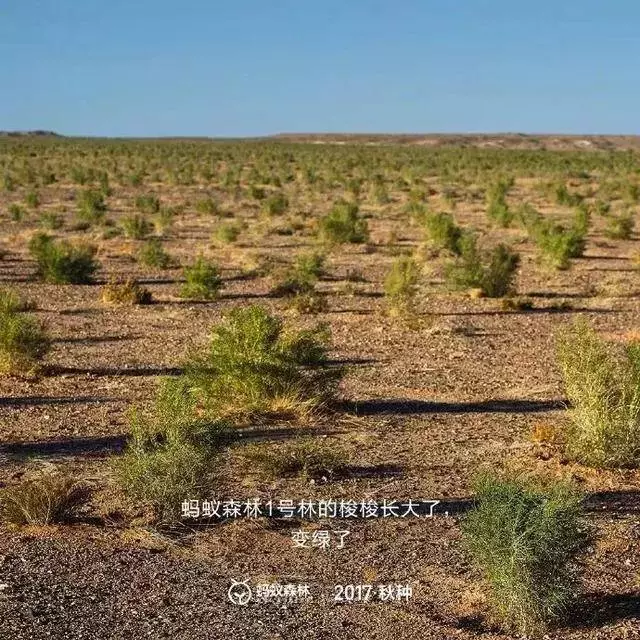 中國人把沙漠消滅了?還獲得了聯合國和美國NASA實名表揚,牛逼!