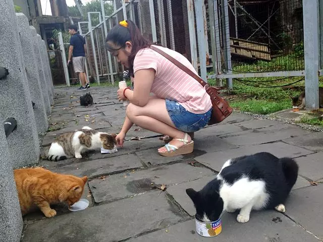 貓咪只吃貴的食物?並非如此,部分貓咪熱衷於吃劣質貓糧!