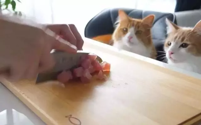 貓咪只吃貴的食物?並非如此,部分貓咪熱衷於吃劣質貓糧!