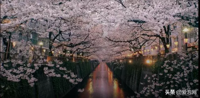 日本最美櫻花攻略,三月春光明媚,正是櫻花鬥豔時!