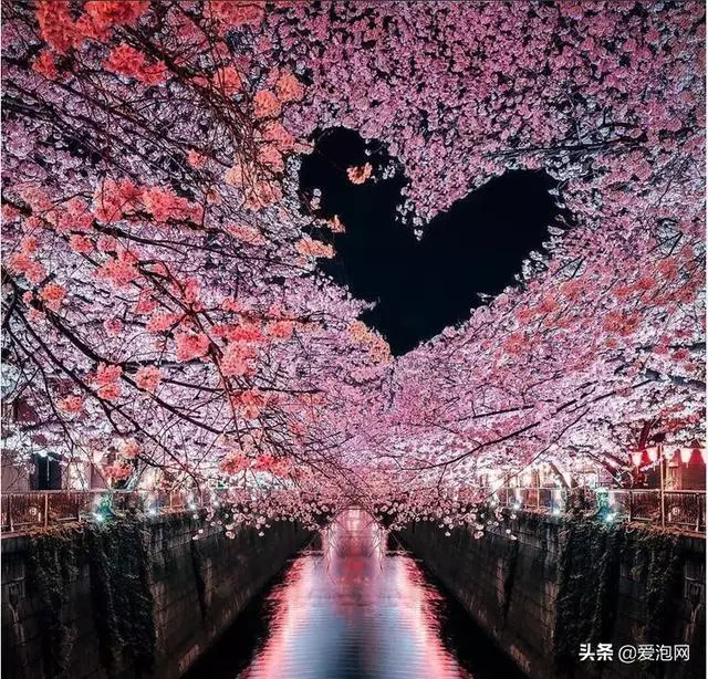日本最美櫻花攻略,三月春光明媚,正是櫻花鬥豔時!