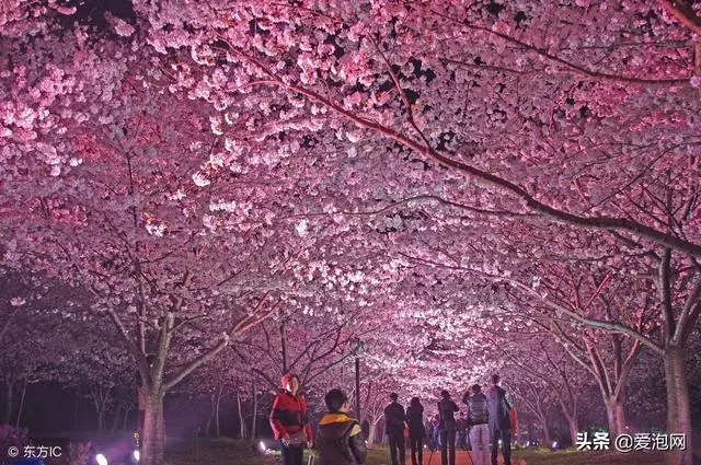 日本最美櫻花攻略,三月春光明媚,正是櫻花鬥豔時!