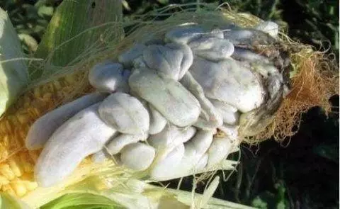 這種病菌寄生在玉米身上 老外卻把它當做美食 價格比鵝肝還貴