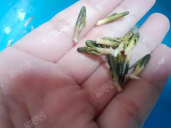 春天寧願不吃肉,也要多喝一點這,補氣養顏,氣色日益變好