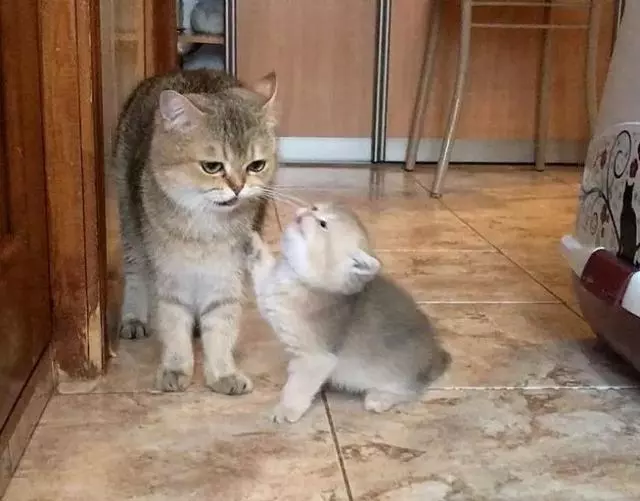 「嘿,媽媽,讓我喝奶奶吧!」