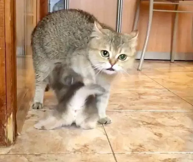「嘿,媽媽,讓我喝奶奶吧!」