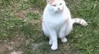 親眼目睹女神和別的喵親熱,這隻大橘猶如遭受晴天霹靂!